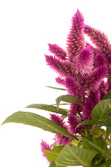 Image showing Cockscomb celosia spicata plant