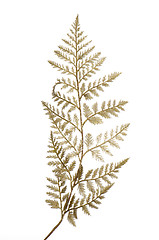 Image showing Christmas decorative golden leaves