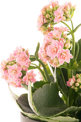 Image showing Kalanchoe Calandiva flowers