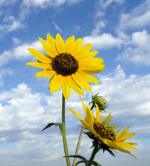 Image showing Sunflower Sky