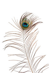 Image showing Peacock feather