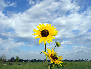 Image showing Sunflower Landscape