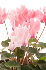 Image showing Beautiful pink Cyclamen flower