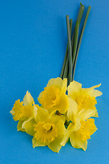 Image showing Jonquil flowers