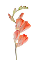 Image showing Orange lilies