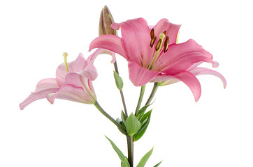 Image showing Pink lilies