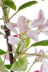 Image showing Closeup of Apple blossoms