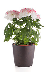 Image showing Beautiful Chrysanthemum flowers 