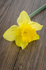 Image showing Jonquil flowers