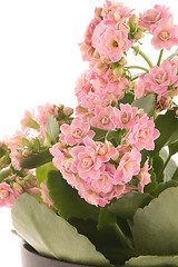 Image showing Kalanchoe Calandiva flowers