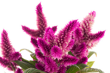 Image showing Cockscomb celosia spicata plant
