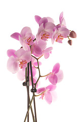 Image showing Beautiful pink orchid