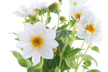 Image showing white dahlia