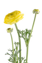 Image showing Eustoma flower