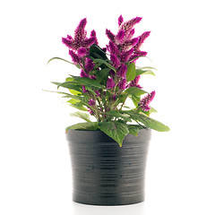 Image showing Cockscomb celosia spicata plant