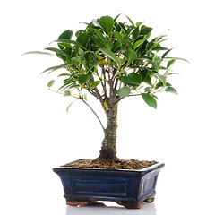 Image showing Chinese green bonsai tree