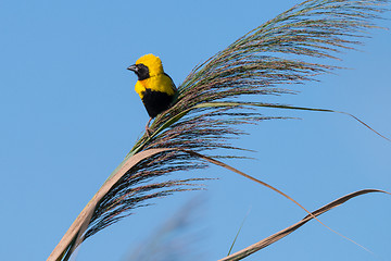 Image showing Golden Bishop bird