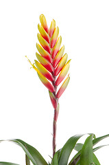 Image showing Bromelia Flower