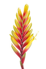 Image showing Bromelia Flower