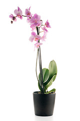 Image showing Beautiful pink orchid in a flowerpot