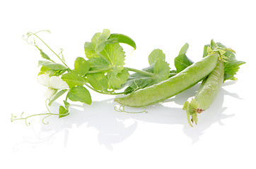 Image showing Fresh green pea pod