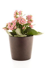 Image showing Kalanchoe Calandiva flowers