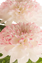 Image showing Beautiful Chrysanthemum flowers 