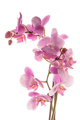Image showing Beautiful pink orchid