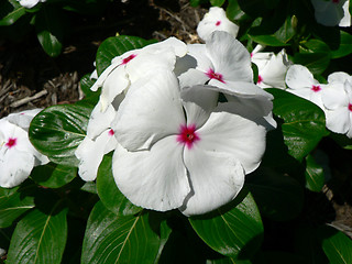 Image showing White Flower 1