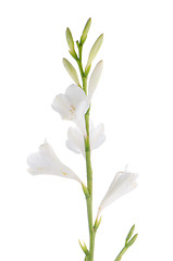 Image showing Lilies