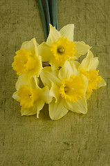 Image showing Jonquil flowers