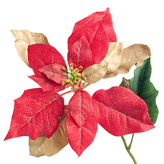 Image showing Red Christmas decoration