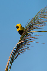 Image showing Golden Bishop bird