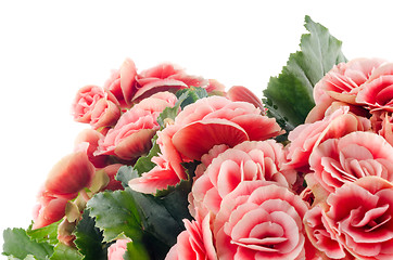 Image showing Pink begonia flowers