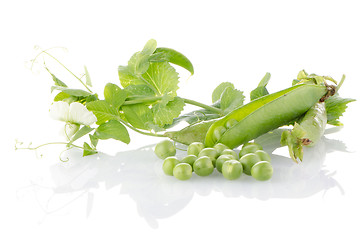 Image showing Fresh green pea pod