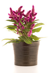 Image showing Cockscomb celosia spicata plant