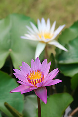 Image showing Lotus flower