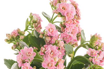 Image showing Kalanchoe Calandiva flowers