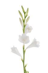 Image showing Lilies