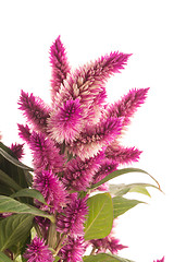 Image showing Cockscomb celosia spicata plant