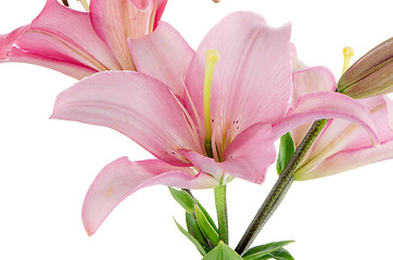 Image showing Pink lilies