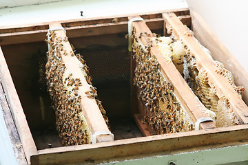 Image showing Bees in beehive