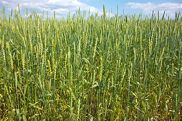 Image showing wheat field 