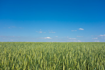 Image showing wheat field 