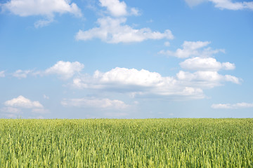 Image showing wheat field