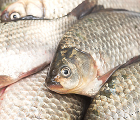 Image showing fresh fish