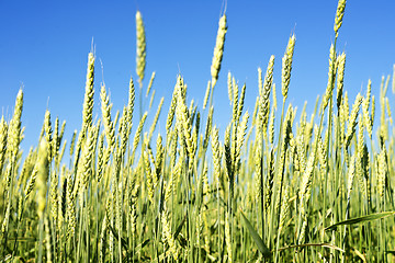 Image showing wheat field