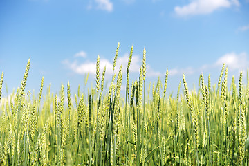 Image showing wheat field