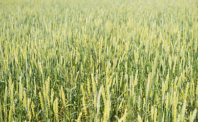 Image showing wheat