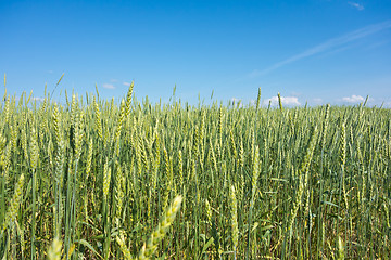 Image showing wheat field 